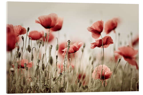 Acrylic print Corn Poppy