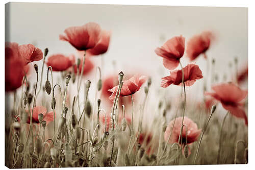 Tableau sur toile Coquelicots des champs