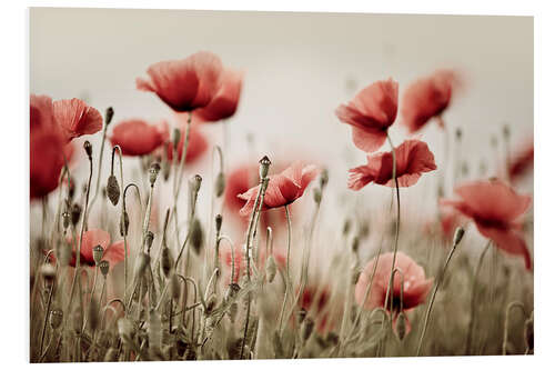 PVC-taulu Corn Poppy