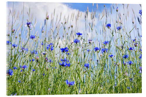 Acrylic print Cornflowers