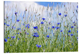 Tableau en aluminium Bleuets