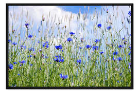 Gerahmter Kunstdruck Kornblumen
