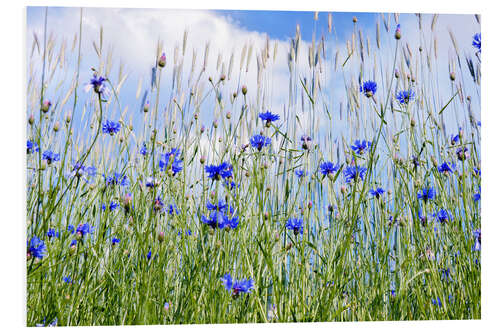 PVC-tavla Cornflowers