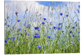 Galleritryck Cornflowers