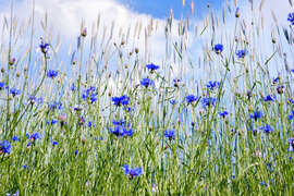 Magnettafel Kornblumen