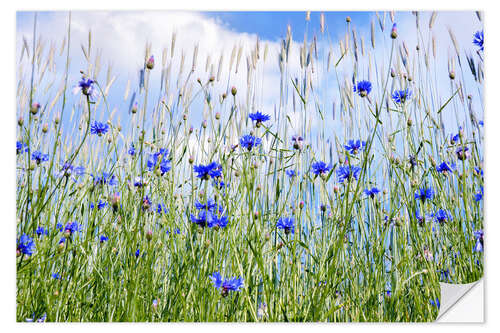 Naklejka na ścianę Cornflowers