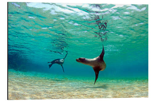 Stampa su alluminio Sea lion lagoon Galapagos Islands