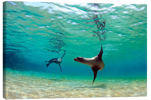 Canvas print Sea lion lagoon Galapagos Islands