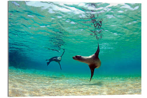 Gallery print Sea lion lagoon Galapagos Islands