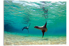 Gallery print Sea lion lagoon Galapagos Islands