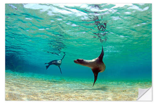 Sticker mural Sea lion lagoon Galapagos Islands