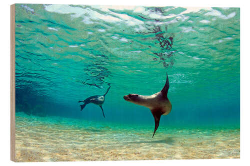 Obraz na drewnie Sea lion lagoon Galapagos Islands