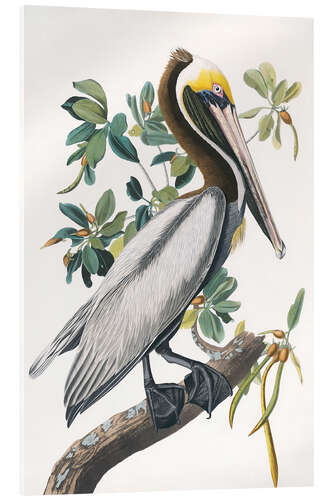 Acrylic print Pelican