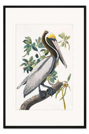 Gerahmter Kunstdruck Pelikan