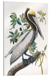 Gallery print Pelican