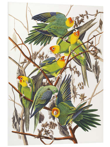 Foam board print Parakeets