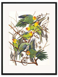 Gerahmter Kunstdruck Sittiche