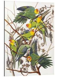 Magnettafel Sittiche