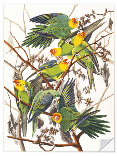 Wall sticker Parakeets