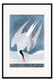Gerahmter Kunstdruck Seeschwalbe