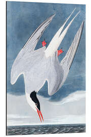 Magnettafel Seeschwalbe