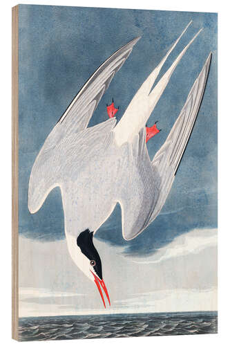 Wood print Sea Swallow