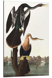 Aluminium print Anhinga