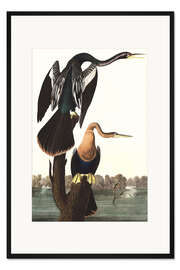 Gerahmter Kunstdruck Amerikanischer Schlangenhalsvogel