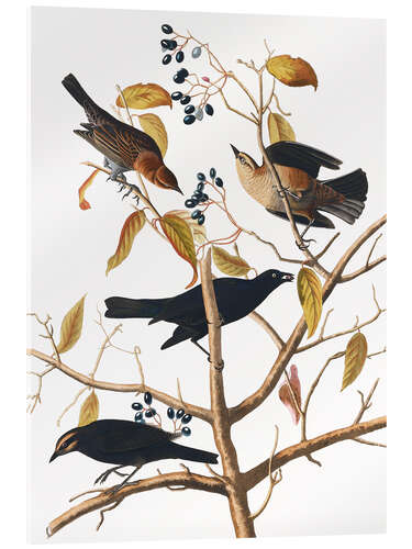 Acrylic print Blackbird