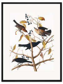 Gerahmter Kunstdruck Amsel
