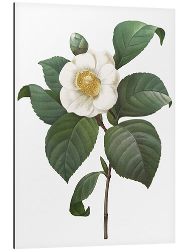 Stampa su alluminio Camellia