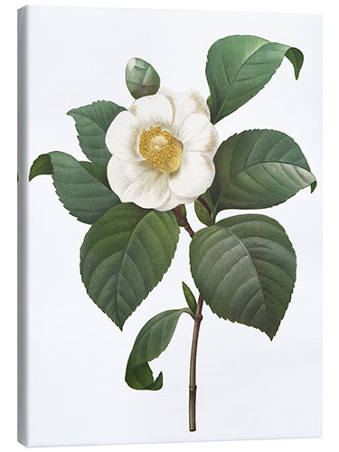 Canvas-taulu Camellia