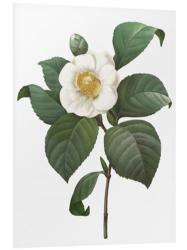 Foam board print Camellia