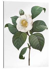 Gallery print Camellia