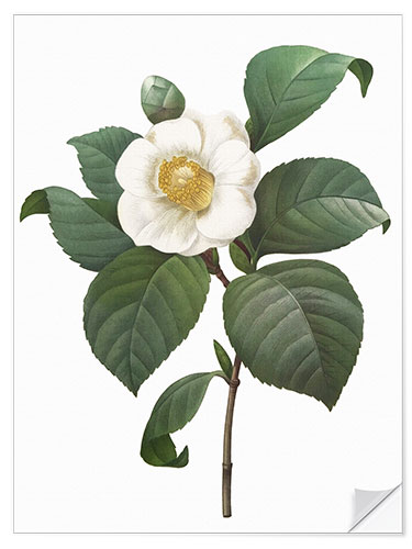 Sisustustarra Camellia