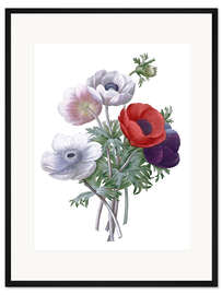Gerahmter Kunstdruck Anemonen