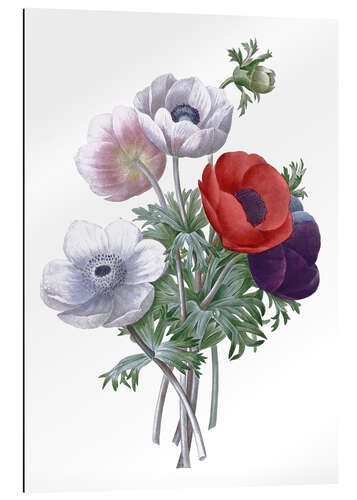 Gallery Print Anemonen