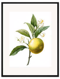 Gerahmter Kunstdruck Citrus aurantium