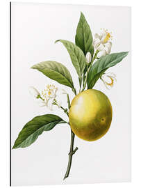 Magnettafel Citrus aurantium