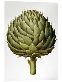 Acrylglasbild Artichoke, 1613.