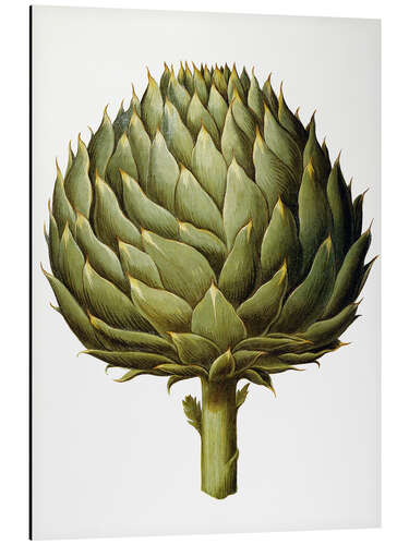 Print på aluminium Artichoke, 1613.