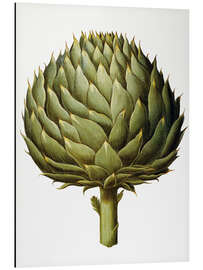 Aluminium print Artichoke, 1613.