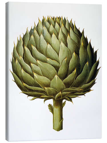 Leinwandbild Artichoke, 1613.