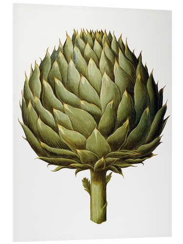 Foam board print Artichoke, 1613.