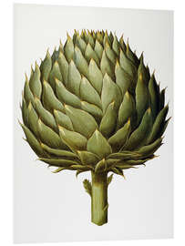 Stampa su PVC Artichoke, 1613.