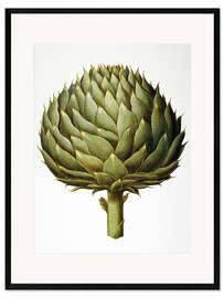 Gerahmter Kunstdruck Artichoke, 1613.