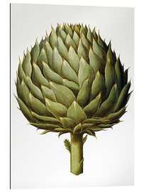 Gallery print Artichoke, 1613.