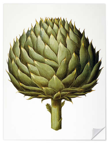 Selvklæbende plakat Artichoke, 1613.