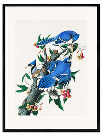 Plakat artystyczny premium w ramie Blue jay