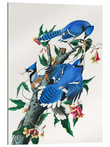 Galleriprint Blue jay